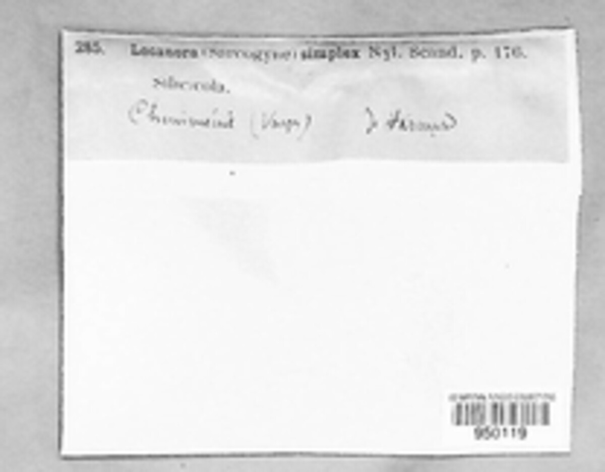 Acarospora privigna image